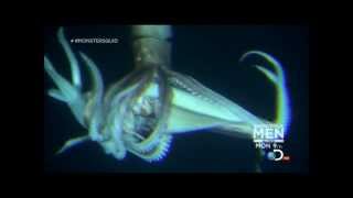 Giant Squid Architeuthis footage January 27 2013 [upl. by Noid]