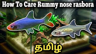 How to care Rummynose rasbora  Sawbwa barb  Tamil [upl. by Tristis]