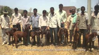 Improving livelihoods through goat rearing and commercialisation in India [upl. by Gawain]