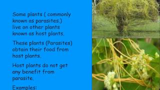 Heterotrophic nutrition in plants [upl. by Hardman794]