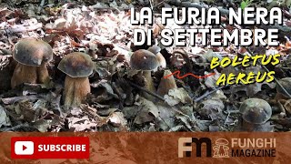 Porcini Settembre 2023 La Furia Nera dei Boletus Aereus in Piemonte 🍄😱 [upl. by Imak563]