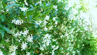 Star Jasmine Trachelospermum jasminoides [upl. by Desta]