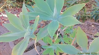 Foxtail Agave  Agave attenuata 1 [upl. by Nasus]