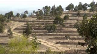 Planting Trees  Pushing Back the Desert [upl. by Glenden275]