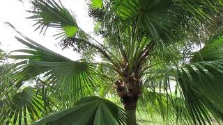 Chinese Fan Palm  Livistona chinensis a Popular Landscape Palm [upl. by Parette]