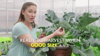 How to Tell When Broccoli Is Ready to Harvest [upl. by Hsoj]