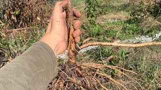 Growing elderberry from cuttings [upl. by Oironoh232]