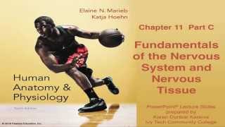 Anatomy amp Physiology Chapter 11 Part C Nervous System and Nervous Tissue [upl. by Akkim]