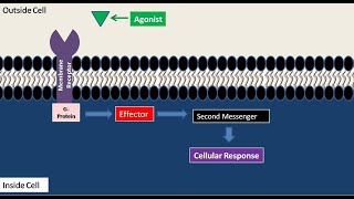 First and Second Messengers in Cell Signaling Part 2 [upl. by Uyerta]