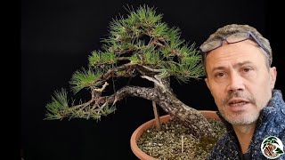 Creare un bonsai di Fillirea e pino nero Un giorno allo Studio Bonsai Insubria [upl. by Mctyre]