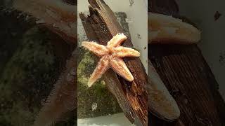 Как Работают Щупальца Морской Звезды норвегия море drøbak sjøstjerne starfish norway have [upl. by Slotnick]