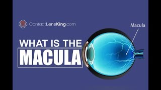 What is the Macula and Macular Degeneration [upl. by Nabatse]