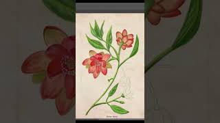 Botanical illustration of illicium species art flowers drawing [upl. by Silrak]