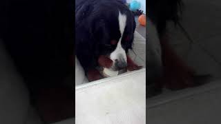 DIESEL BOVARO DEL BERNESE SGRIDATO [upl. by Idolem]