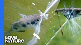 How The Archerfish Guns Down Spiders With Spit [upl. by Irrahs]