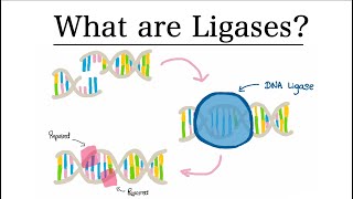 Ligase Enzymes  MCAT Biochemistry [upl. by Ronni730]