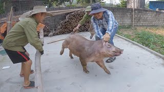 Watch Vietnamese shamans catch pigs for meat [upl. by Nivart777]