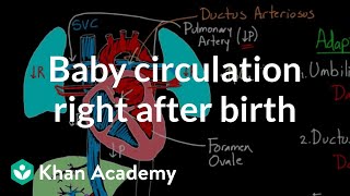 Baby circulation right after birth  Circulatory system physiology  NCLEXRN  Khan Academy [upl. by Strickler805]