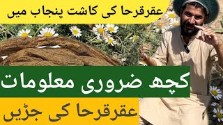 what is akarkara  akarkara farming  Avoid These Mistakes Growing Akarkara in Pakistan akarkara [upl. by Wanids]