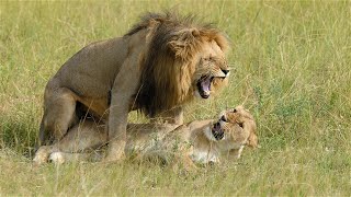 Unbelievable Secrets of Lion Mating [upl. by Uela344]