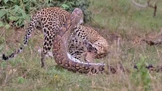 Python Constricts Leopard As It Fights Back [upl. by Aruasi953]