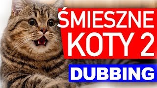 ŚMIESZNE KOTY 2 😂 DUBBING MATT OLECH [upl. by Tihw353]