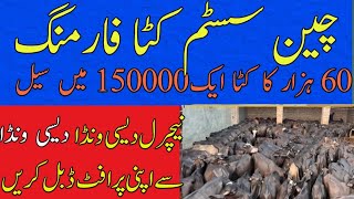 katta farming in pakistan pakistan best business katta farming katta farming 2023 in pakistan [upl. by Latty989]