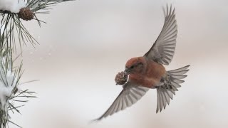 솔방울에서 솔씨 빼먹는 솔잣새：눈오는 날 Red Crossbill eating pine seeds：Snowy day  Loxia curvirostra [upl. by Tracay369]