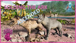 Taming Hyaenodon Soloing ARK Ascended Ep 73 [upl. by Nymsaj]