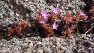 Carnivorous Plants of the WA South Coast [upl. by Tacye]