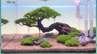 Simple Bonsai Aquascape for Beginner [upl. by Atal955]