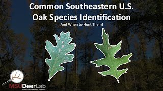 Common Southeastern US Oak Species Identification  And When to Hunt Them [upl. by Leopold]