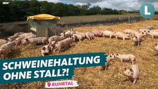 SchweineMassentierhaltung unter freiem Himmel  wie geht das  WDR Lokalzeit LandSchafft [upl. by Nevyar]