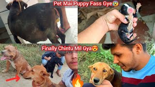 Finally Bhot Dhundne K Bad Chota Chintu Mil Gya😍Apbt Giving Birth First Time Puppy Pet Mai Fass Gye😢 [upl. by Aillil676]