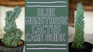 Blue Monstrose Cactus Cereus Peruvianus Care Guide [upl. by Elisabetta]