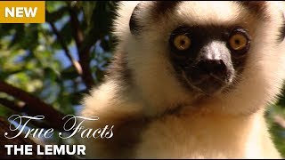 True Facts The Lemur [upl. by Lynad976]