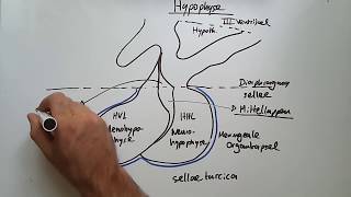 Endokrine Organe Hypothalamus Hypophyse Schilddrüse amp Co [upl. by Naihtsirc]