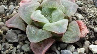 How Im Planting Haworthia Pygmeae Seeds Part 1 [upl. by Mike89]