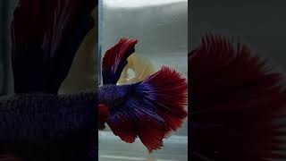 Thaiflag rosetail bettafish 1000subscriber fish [upl. by Eimmak163]