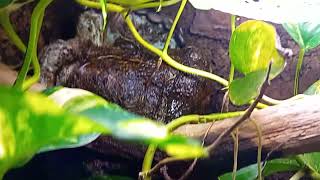 Tuto Tribolonotus Gracilis Scinque Crocodile  Surprise [upl. by Therron91]