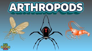 The Arthropods Complex Animals Insects [upl. by Ybrik]