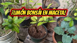 ¡Como tener un ÁRBOL DE LIMÓN BONSÁI [upl. by Pascal]