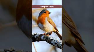 4 Garden Bird Sounds for Beginners  Robin Chaffinch Chiffchaff Great Tit shorts [upl. by Jena]