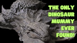 The Only Dinosaur Mummy Ever Found [upl. by Mercy]