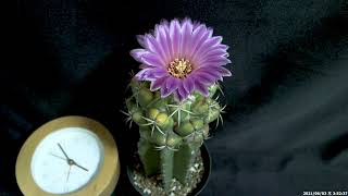 サボテン開花タイムラプス 「コリファンタ・紅葉象牙丸」  Timelapse video of flower of Cactus quotCoryphantha elephantidensquot [upl. by Chladek]