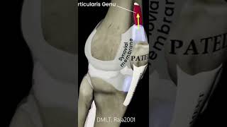 Joined the moving of patellajoin medicalanimationhealthcare dmltlab patella joined pain lab [upl. by Kwabena]