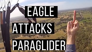 Wedgetail Eagle Attacks Paraglider [upl. by Ailekat]