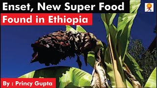 Enset New Super Food Found in Ethiopia [upl. by Wylma320]