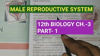 Class 12 biology chapter3 Part1 human reproductionmale reproductive systemstudy with farru [upl. by Stephens857]