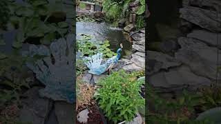 Waterfall and Watergarden  An Alabama Backyard Amateur Creation [upl. by Duarte]